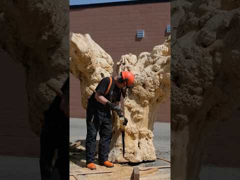 Turning a Maple Burl Tree into a Sculpture for a Client in NYC #woodartist #tools #construction — YouTube video thumbnail