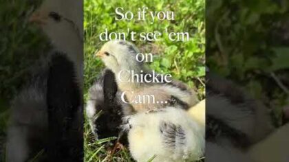 Their First Steps Outside — YouTube video thumbnail
