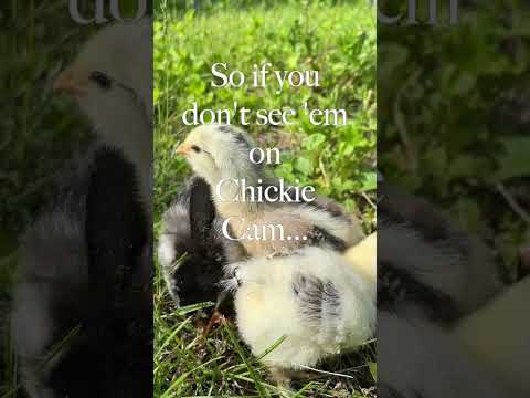 Their First Steps Outside — YouTube video thumbnail