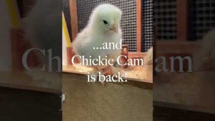 Chickie Cam is Back! — YouTube video thumbnail