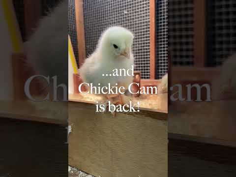 Chickie Cam is Back! — YouTube video thumbnail