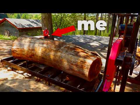 The Biggest Ash Tree I’ve Cut Yet… — YouTube video thumbnail