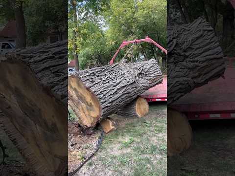 No truck access; no problem #buroak #sawmill — YouTube video thumbnail